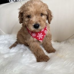 Zack - Apricot male Goldendoodle puppy in Davie, Florida from Daviegoldendoodles