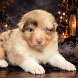 Silk - Red merle female Australian Shepherd puppy in Fultonville, New York from Sandy Aussies, Mini Dachshunds & Pomeranians
