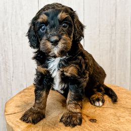 Pinot - Black tri-color female Assorted Doodle Crosses puppy in Arlington, Washington from Doodle Love Laugh