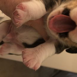 Beagle Puppies from Roylcrest Beagles