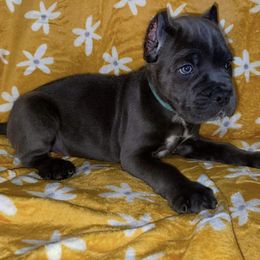 Biewer Terrier, Cane Corso, and Yorkshire Terrier Puppies from Exotic Yorkie Imports & Cessna Cane Corso