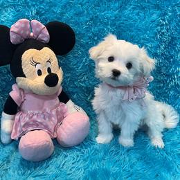 Soshia - White female Maltese puppy in Taft, Tennessee from Knight Pups