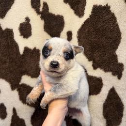 Bluey - Blue speckled female Australian Cattle Dog puppy in Rosharon, Texas from 4Surge Cattle Dogs