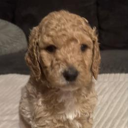 Risky (black) - Cream male Goldendoodle puppy in Fayettville Ar, Arkansas from Ozark Bulldogs and doodles
