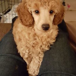 Poodle Puppies from Liberty Miniature Poodles