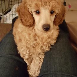 Poodle Puppies from Liberty Miniature Poodles