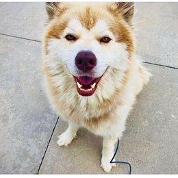 Bowser - Siberian Husky