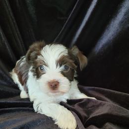Lily - Chocolate, tan and white female Yorkshire Terrier puppy in Buda, Texas from BIOLA'S YORKIES