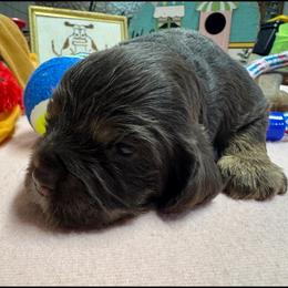 Girl 2 - Brown female Cocker Spaniel puppy in Phil Campbell, Alabama from Sandra Clark's Cocker Spaniels