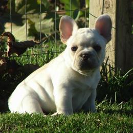 French Bulldogs from Crestagard
