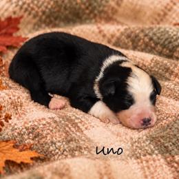 Uno - Black tri-color male Australian Shepherd puppy in Howardsville, Virginia from Spectacular Aussies and Cavaliers