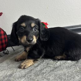 Finn - Black and cream male Dachshund puppy in Gilbertsville, Kentucky from DeLaunes Dachshunds