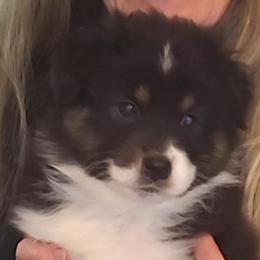 Boy 3 - male Australian Shepherd puppy in Lebanon, Oregon from Rockhill Australian Shepherds