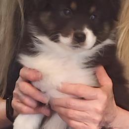 Boy 3 - male Australian Shepherd puppy in Lebanon, Oregon from Rockhill Australian Shepherds