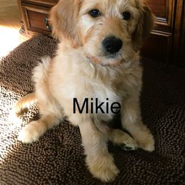 Goldendoodle Puppies from CharLia's Holistic English Cream Golden Retrievers & Doodles