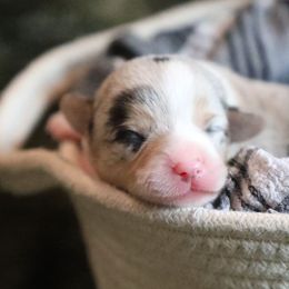 Sapphire - Blue merle and white female American Corgi puppy in Plains, Montana from Diamond Corgis