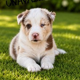 Hiccup - Red merle male Border Collie puppy in Sanger, California from Flying M Cactus Ranch Buddies