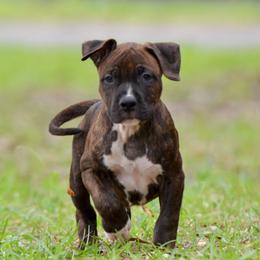 The Free Spirit - Brown brindle male American Staffordshire Terrier puppy in St. Augustine, Florida from LBK & Ancient City