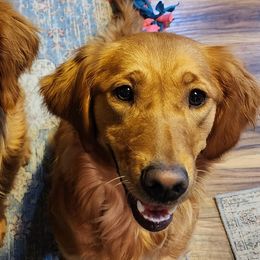 Maeve - Golden Retriever