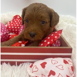Orange collar - Red  male Goldendoodle puppy in Ohio from Farr’s Goldens and Doodles