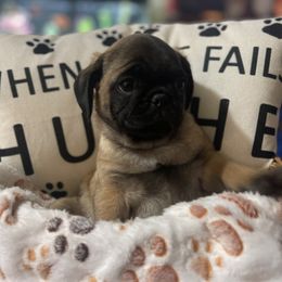 Pug Puppies from Pugs & Kisses