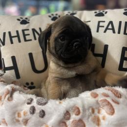 Pug Puppies from Pugs & Kisses