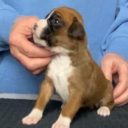 Pink - Fawn female Boxer puppy in Oregon, Pennsylvania from Schaible's Boxer Huddle
