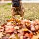 Wrex