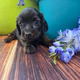 Olivia - Wild boar female Dachshund puppy in Florence, Arizona from Doxie Town Az