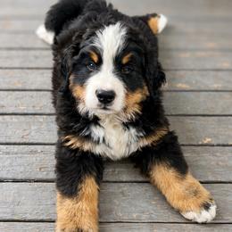 Duck - Black rust and white male Bernese Mountain Dog puppy in Fitzgerald, Georgia from Southern Charm Bernese