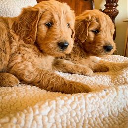 Goldendoodle Puppies from Mountainside Goldendoodle