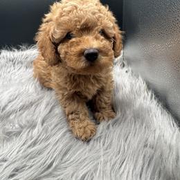 Yellow collar - Cream male Poodle puppy in Fredericktown, Missouri from Ellie & Co. Doodles and Poodles