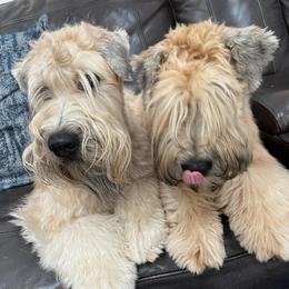 Soft Coated Wheaten Terriers from Wicklow Wheatens