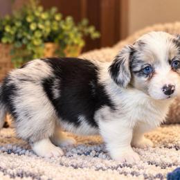 Cheyenne - Blue merle and white female Cardigan Welsh Corgi puppy in Kerens, West Virginia from Leather & Lace