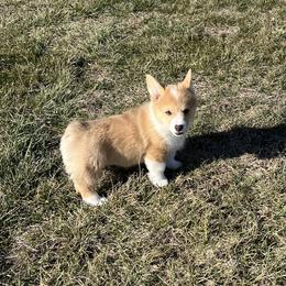 Jingle - White and red male Pembroke Welsh Corgi puppy in Rolla, Missouri from Chapman Corgis