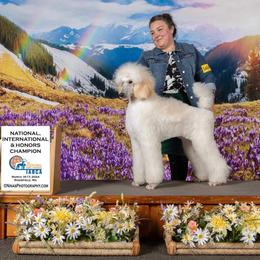 Bumble - Poodle