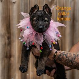 Orange Collar Girl - Sable female German Shepherd puppy in Universal City, Texas from Jaxinhaus German Shepherds