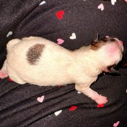 Starlight Snuggles - Chocolate parti female Pomeranian puppy in East Mountain, Texas from Fairchild Fancy Pomeranians and Coachella Pomeranians