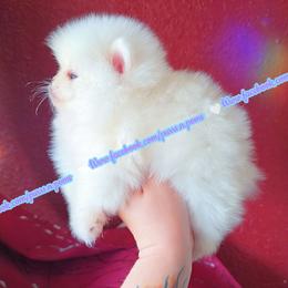 Luxe - White male Pomeranian puppy in Albany, Oregon from Purrs N Poms