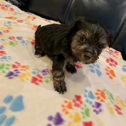 Yorkipoo and Yorkshire Terrier Puppies from Bougie Paws LLC