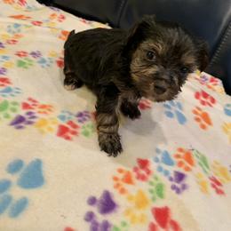 Yorkipoo and Yorkshire Terrier Puppies from Bougie Paws LLC