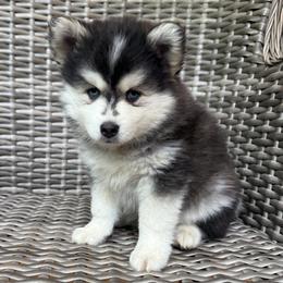 Poppy - Black and white male Pomsky puppy in Winchendon, Massachusetts from Mountain View Pomskies