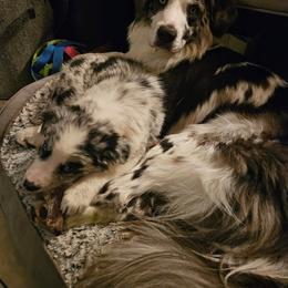 Border Collie and Miniature Australian Shepherd Puppies from Ross Vegas Kennels