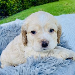 Mia - Brown and white female Cocker Spaniel puppy in Irvine, California from Cocker Spaniels