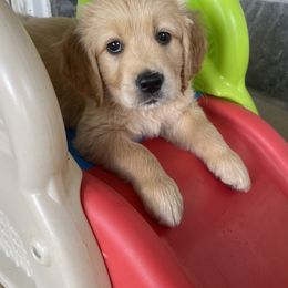 Golden Retriever Puppies from Millport Golden Retriever