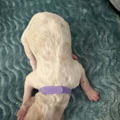 Boy 2 - White Borzoi puppy in Texas from Houston Borzoi