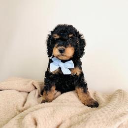 Caspian - Petite - Phantom male Goldendoodle puppy in Elizabethtown, Kentucky from Reddy Poodles & Doodles