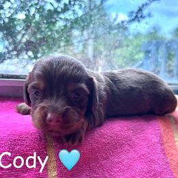 Cody - Chocolate and tan male Dachshund puppy in Aiken, South Carolina from State Eight Dachshunds