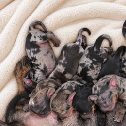 Dachshund puppies from Golden Acres D & B
