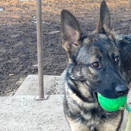 Girl 3 - German Shepherd puppy in Modoc County, California from Vom Marischal Working Lines German Shepherd Dogs